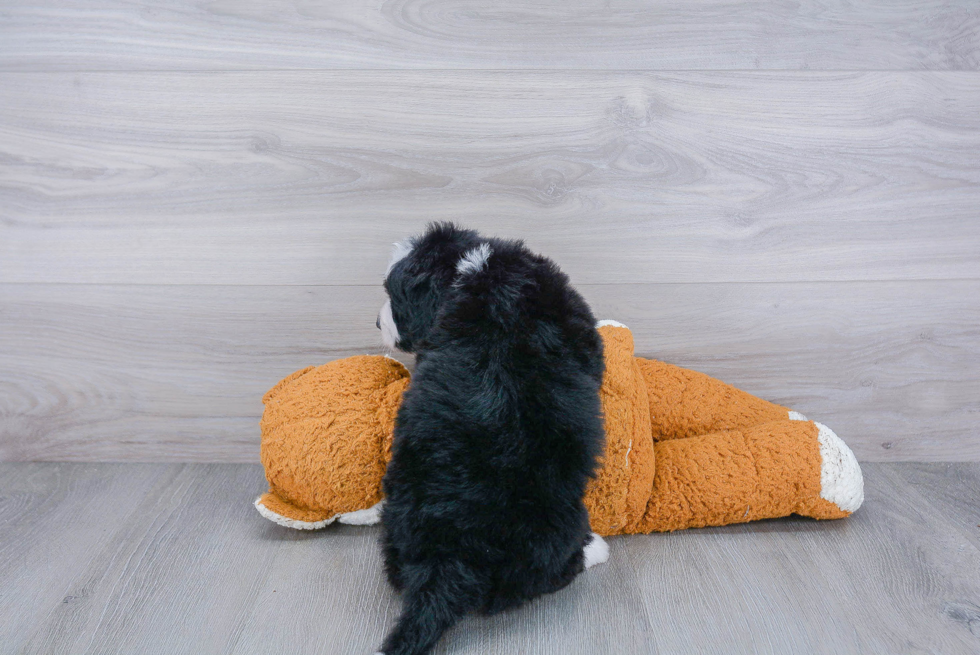 Petite Mini Bernedoodle Poodle Mix Pup