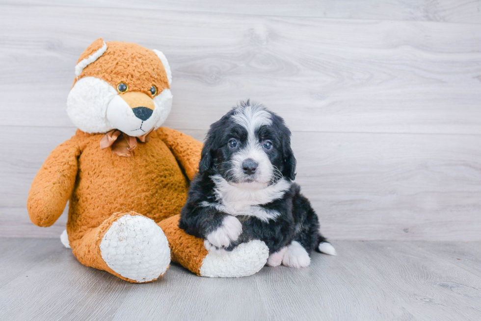 Mini Bernedoodle Pup Being Cute