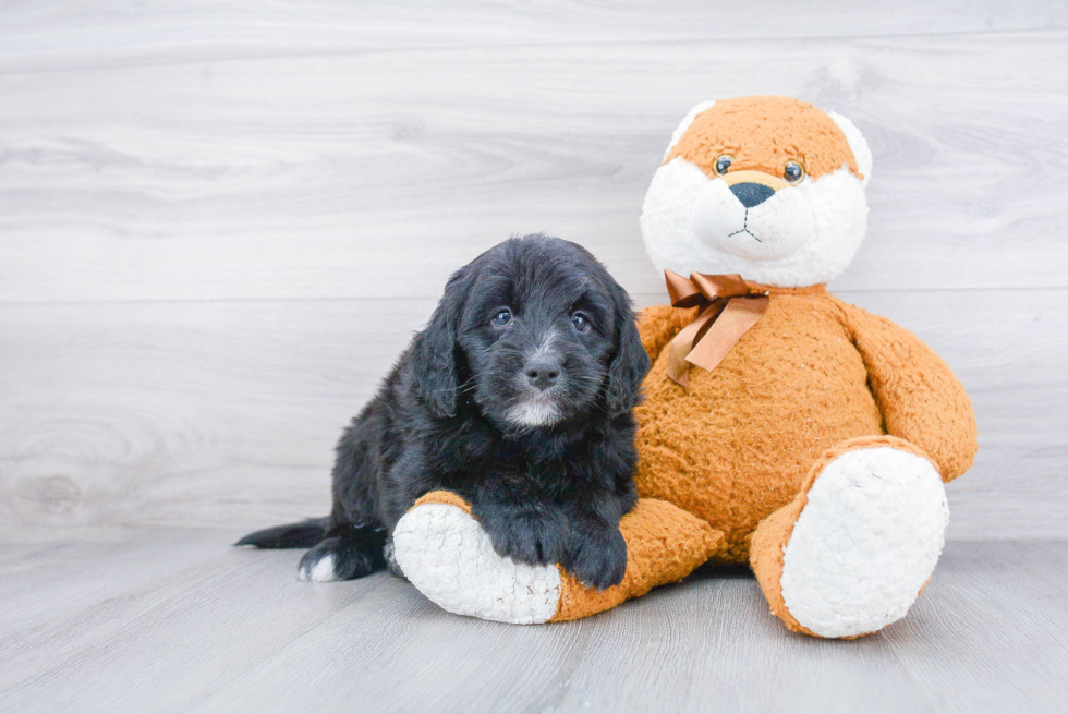 Little Bernadoodle Poodle Mix Puppy