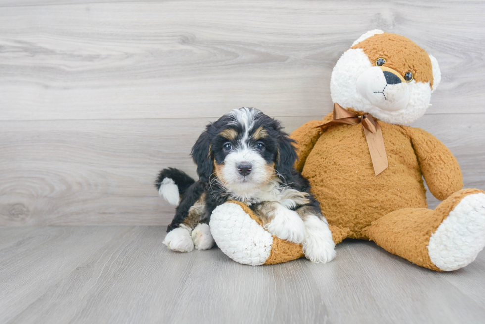 Playful Bernadoodle Poodle Mix Puppy