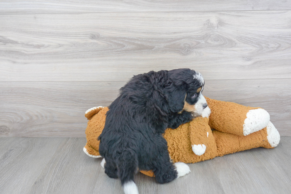 Fluffy Mini Bernedoodle Poodle Mix Pup
