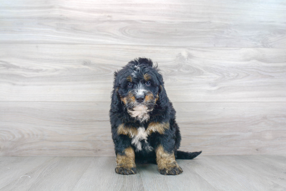 Best Mini Bernedoodle Baby