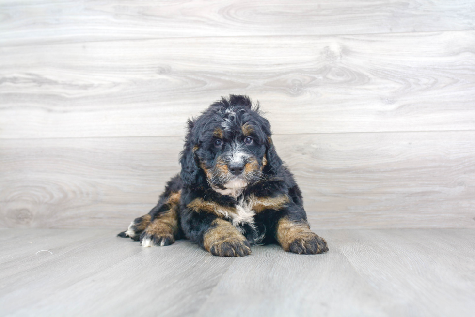 Best Mini Bernedoodle Baby