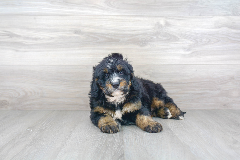 Adorable Bernadoodle Poodle Mix Puppy