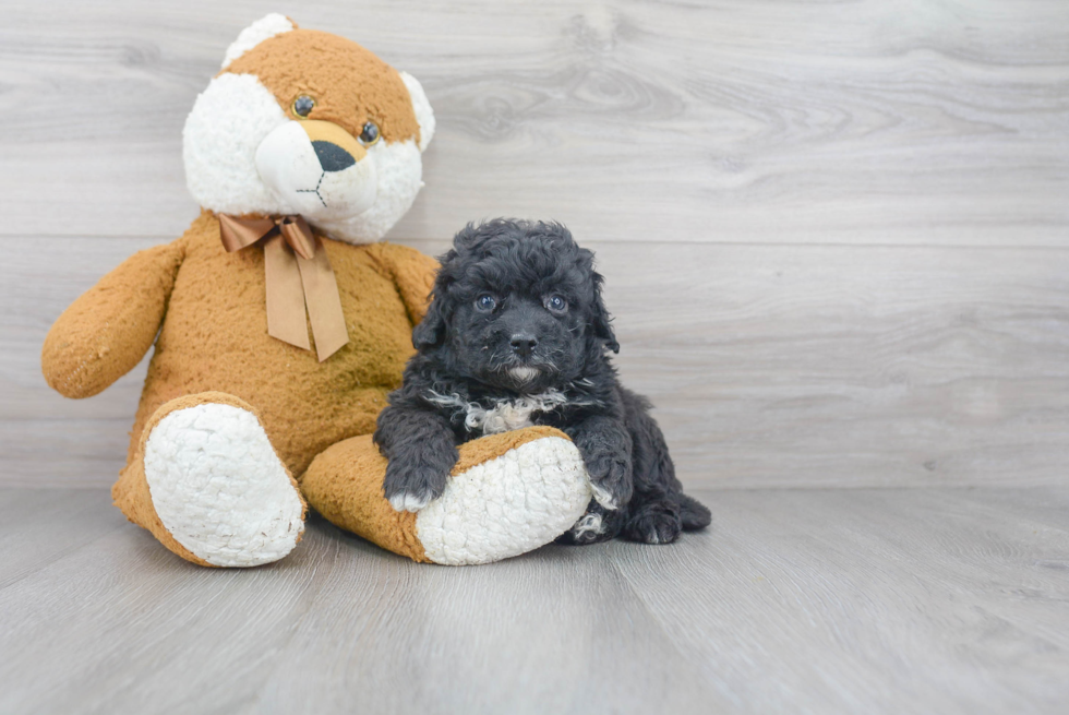 Best Mini Bernedoodle Baby