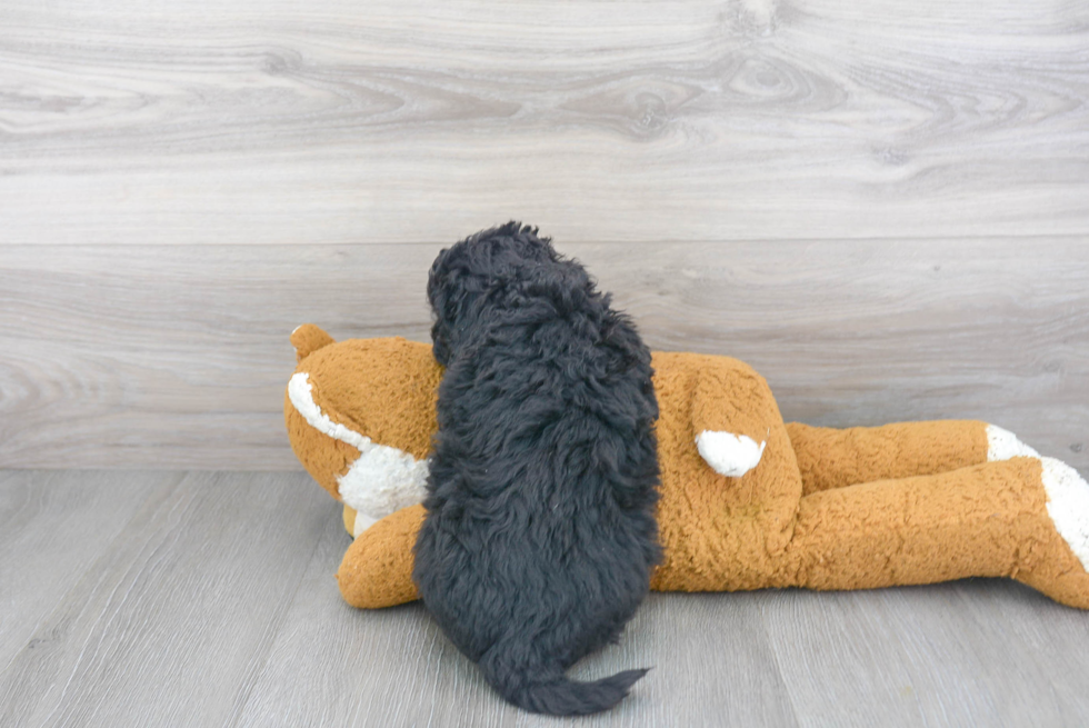 Popular Mini Bernedoodle Poodle Mix Pup