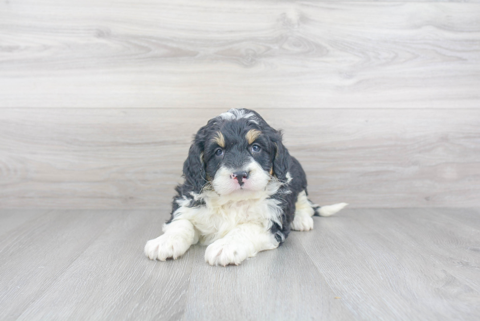 Energetic Mini Berniedoodle Poodle Mix Puppy