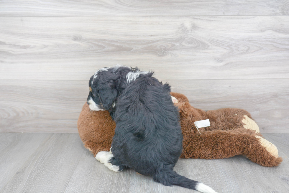 Best Mini Bernedoodle Baby