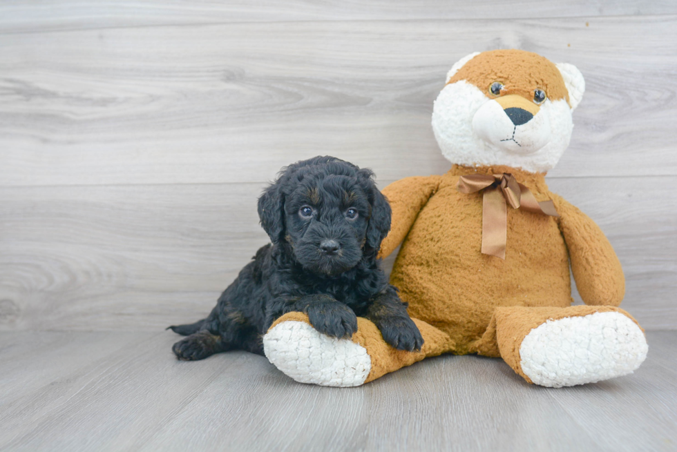 Best Mini Bernedoodle Baby