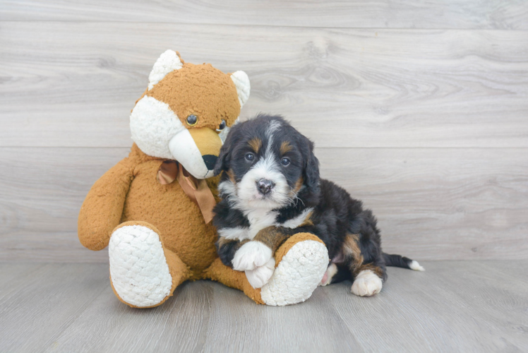 Hypoallergenic Mini Berniedoodle Poodle Mix Puppy