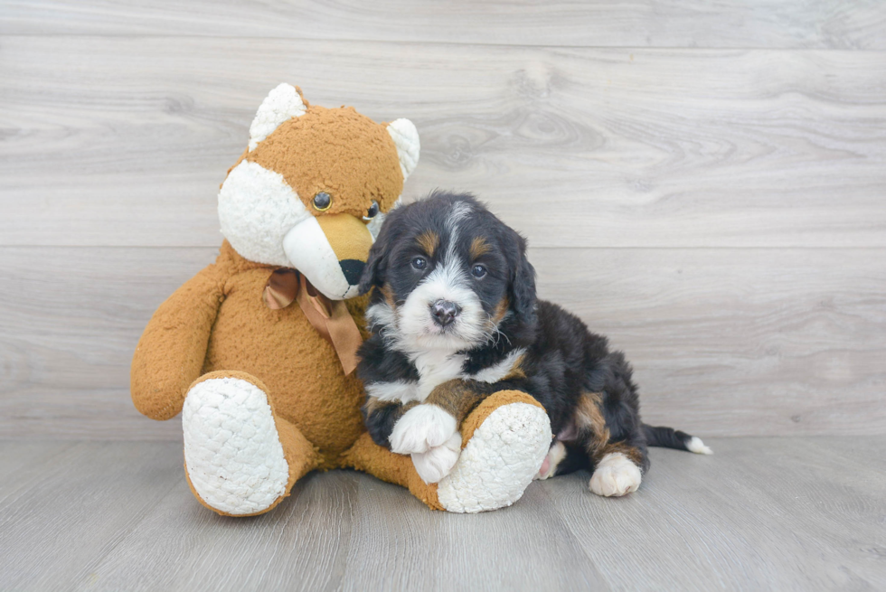 Hypoallergenic Mini Berniedoodle Poodle Mix Puppy