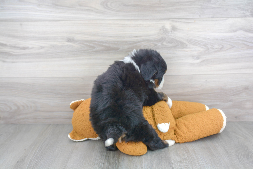 Energetic Mini Berniedoodle Poodle Mix Puppy