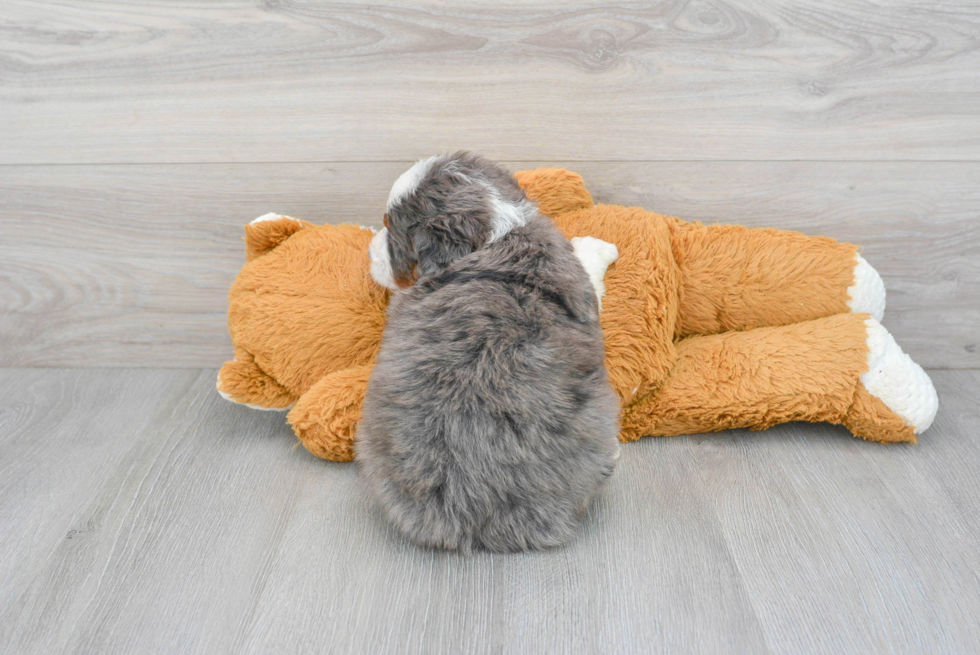 Best Mini Bernedoodle Baby
