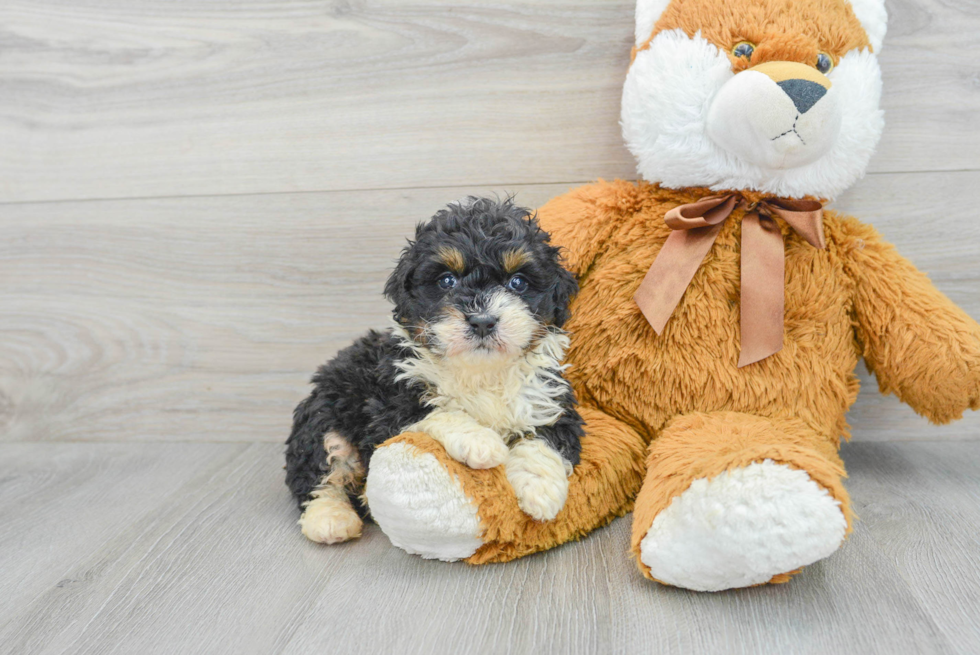 Mini Bernedoodle Pup Being Cute