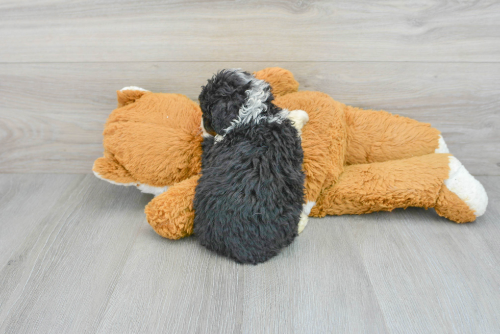 Happy Mini Bernedoodle Baby