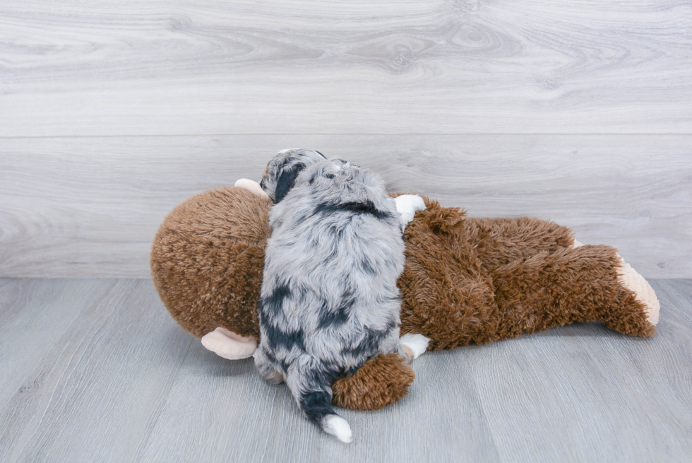 Best Mini Bernedoodle Baby
