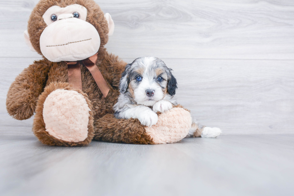 Mini Bernedoodle Puppy for Adoption