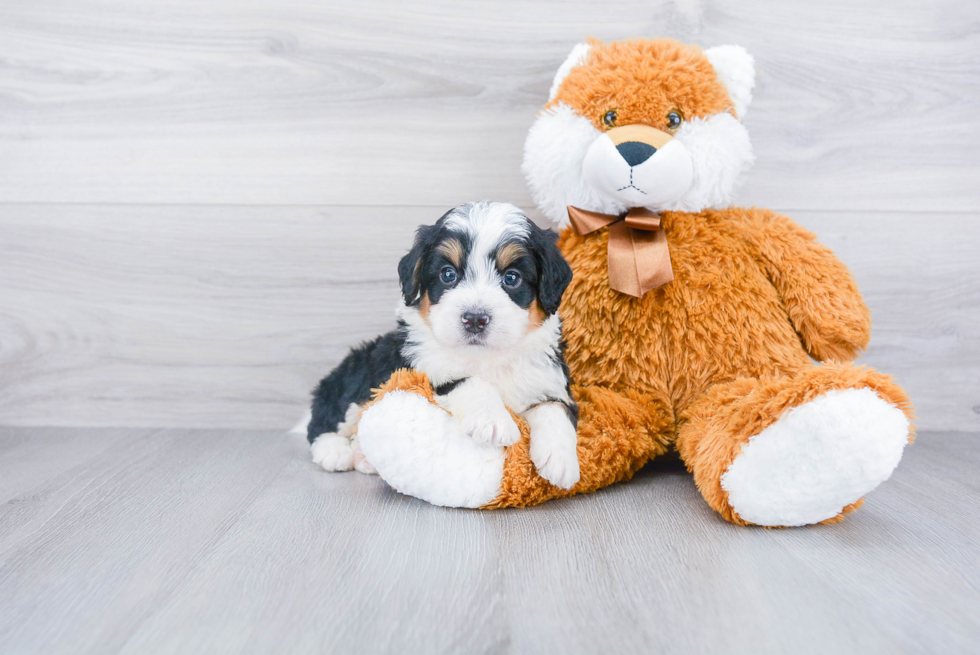 Mini Bernedoodle Pup Being Cute