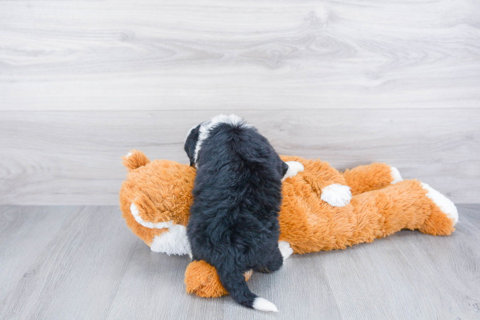 Funny Mini Bernedoodle Poodle Mix Pup