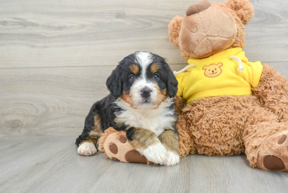 Best Mini Bernedoodle Baby