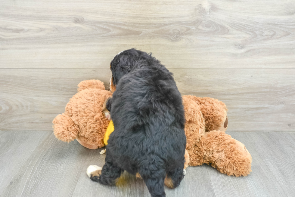 Small Mini Bernedoodle Baby