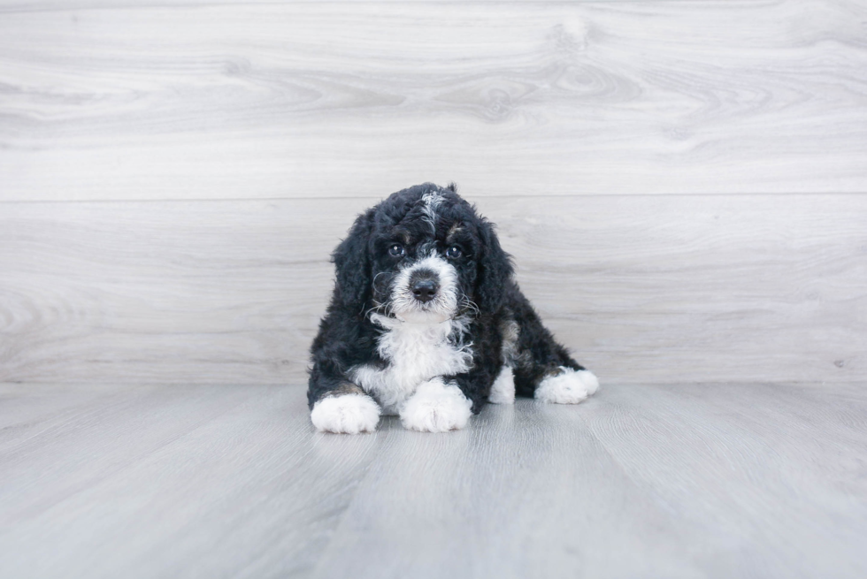 Playful Mini Berniedoodle Poodle Mix Puppy