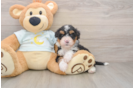 Small Mini Bernedoodle Baby