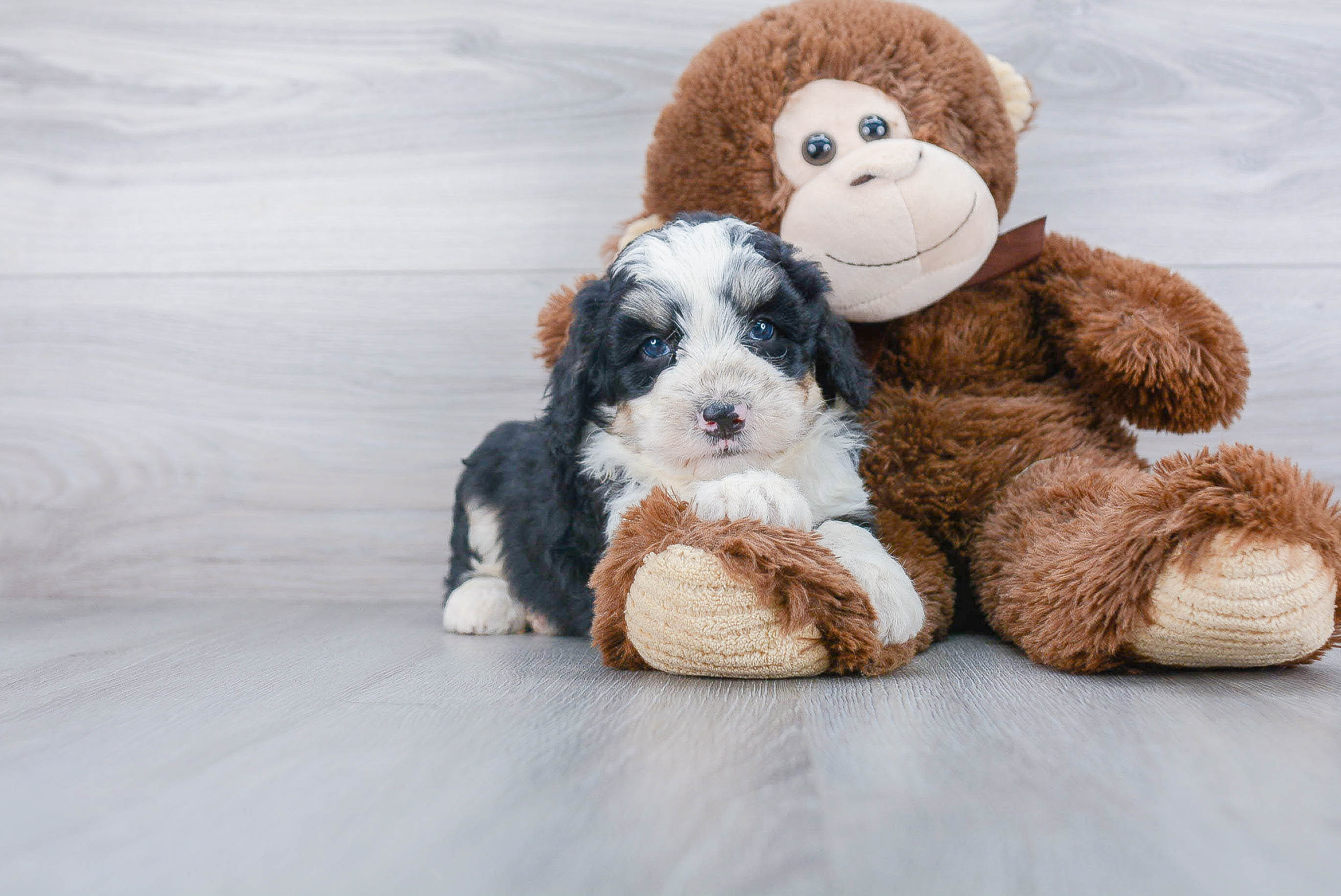 Mini Bernedoodle Puppy for Adoption