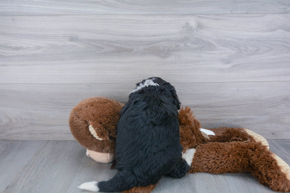 Cute Mini Bernedoodle Baby