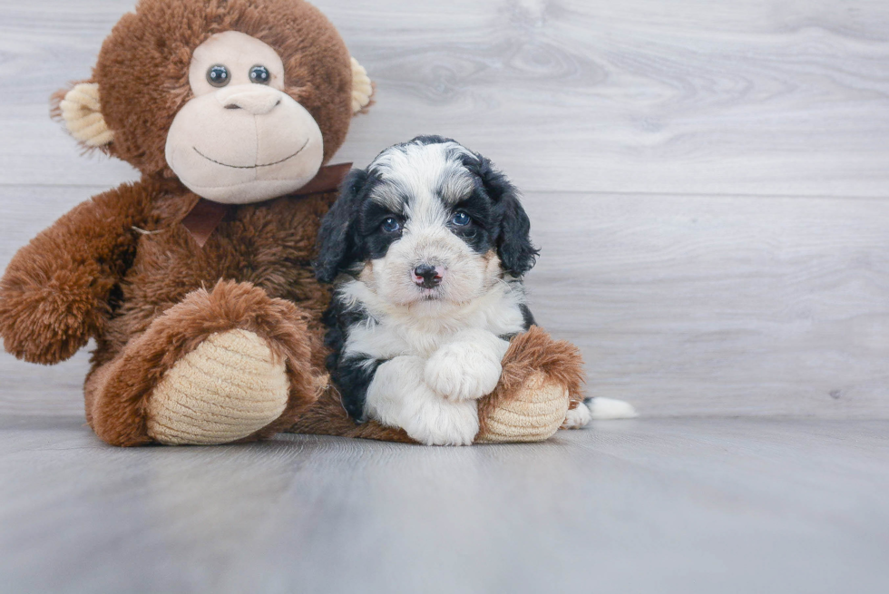 Best Mini Bernedoodle Baby