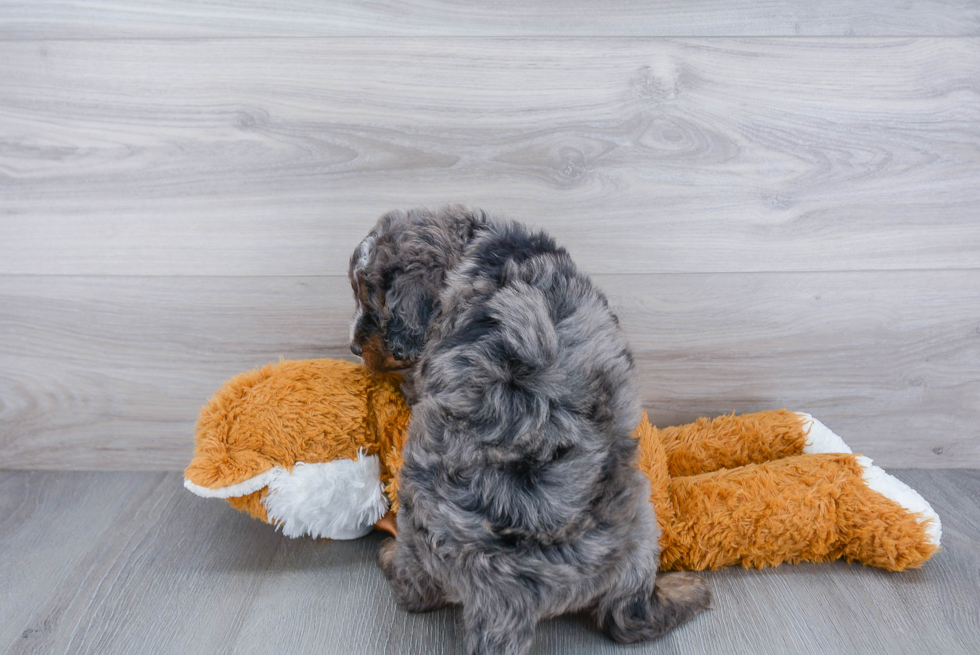 Mini Bernedoodle Pup Being Cute