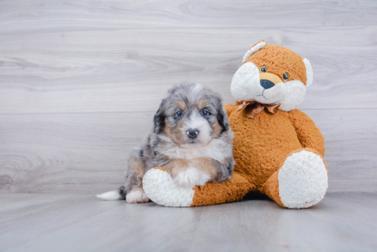 Friendly Mini Bernedoodle Baby
