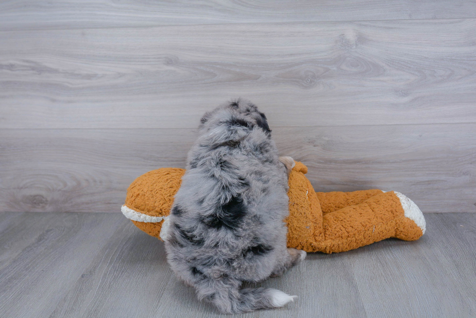 Best Mini Bernedoodle Baby