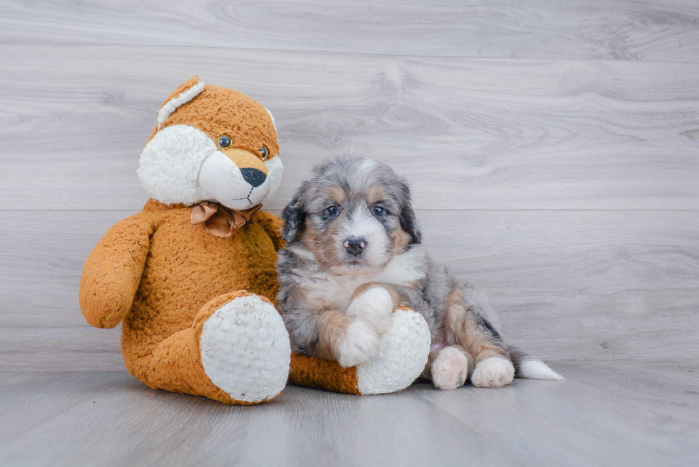 Mini Bernedoodle Puppy for Adoption
