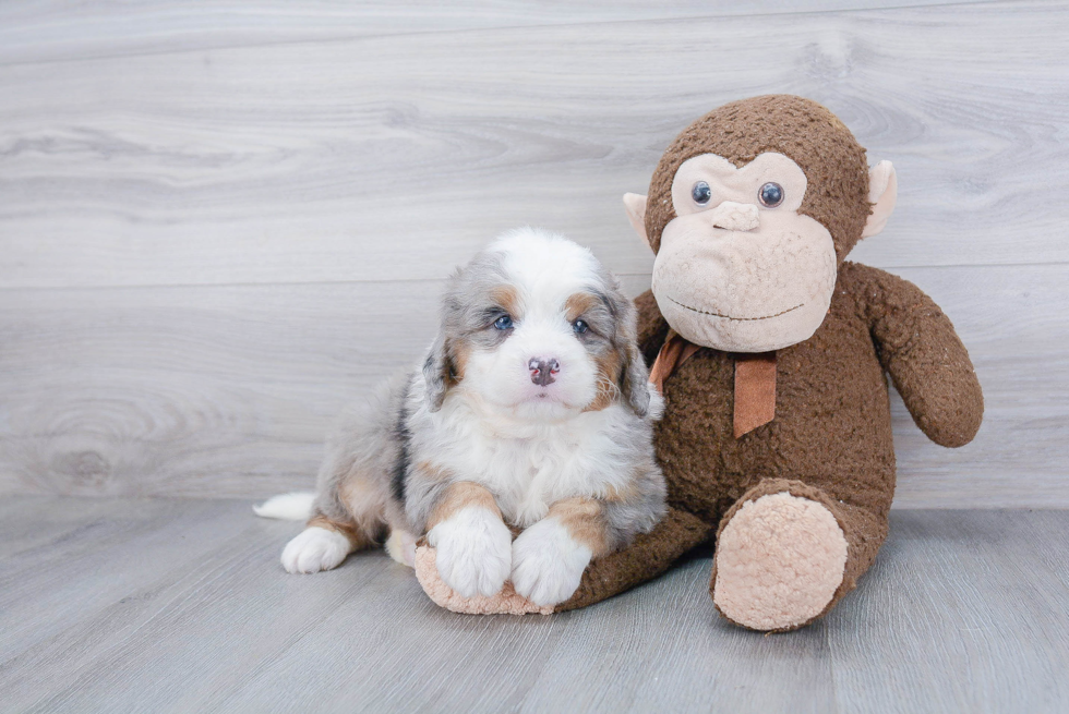 Best Mini Bernedoodle Baby