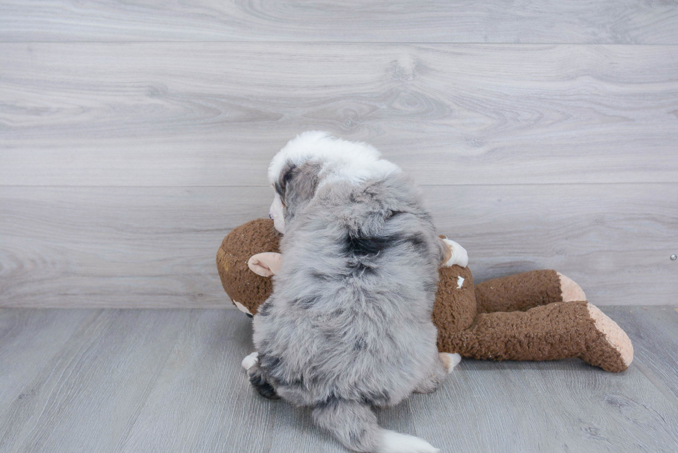 Mini Bernedoodle Puppy for Adoption