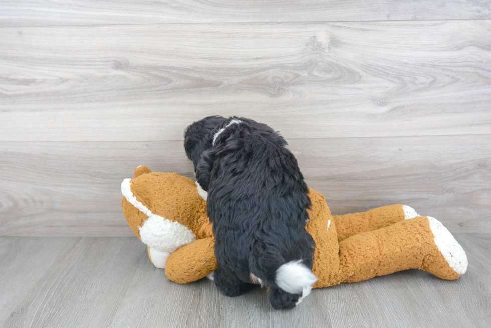 Sweet Mini Bernedoodle Baby