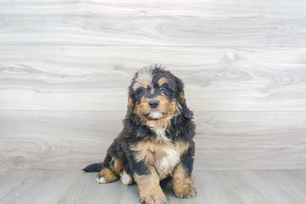 Small Mini Bernedoodle Baby