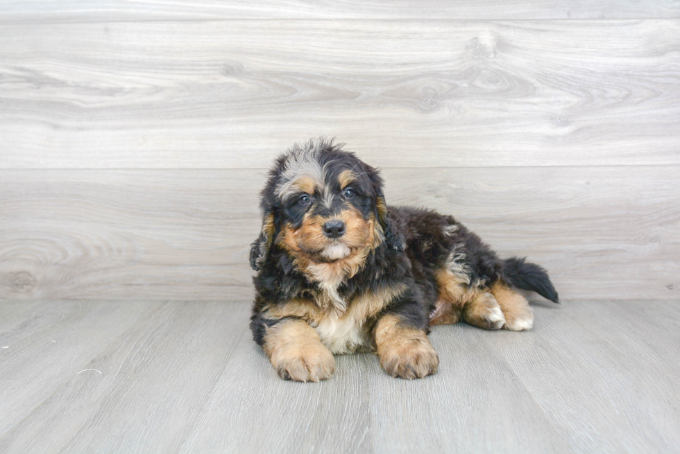 Best Mini Bernedoodle Baby