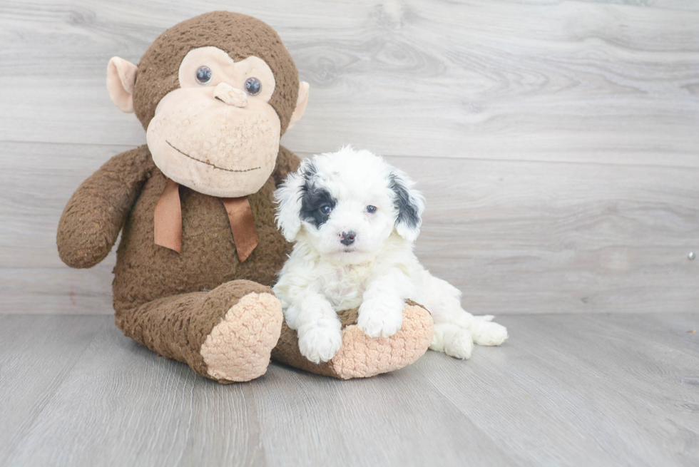 Popular Mini Bernedoodle Poodle Mix Pup