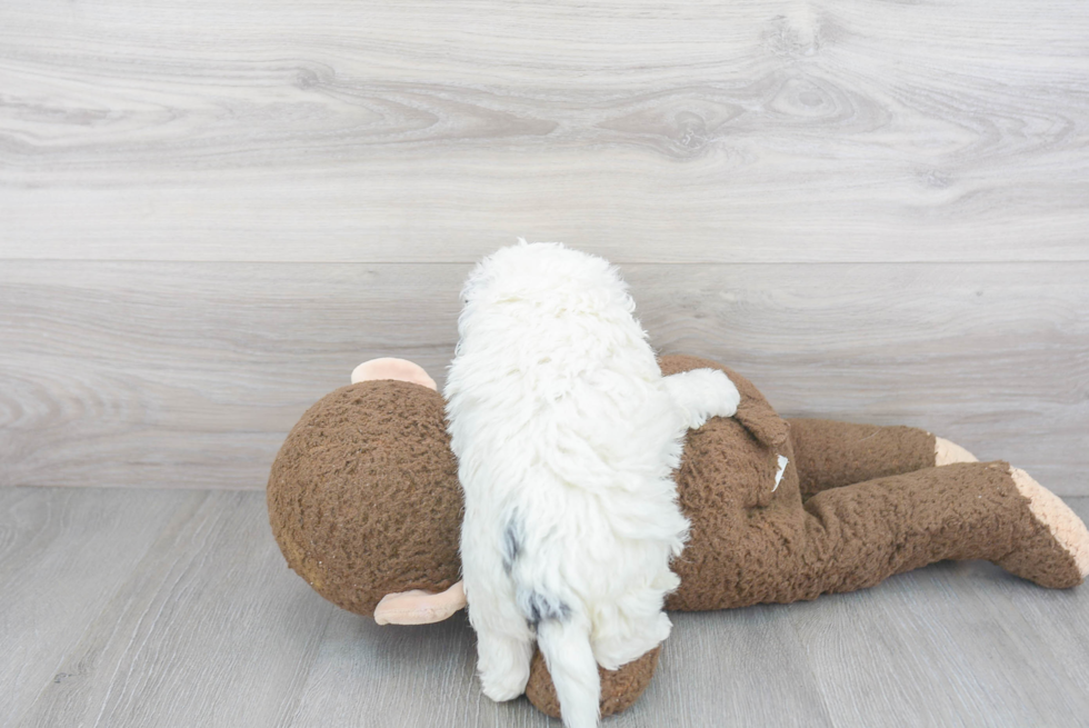 Hypoallergenic Mini Berniedoodle Poodle Mix Puppy