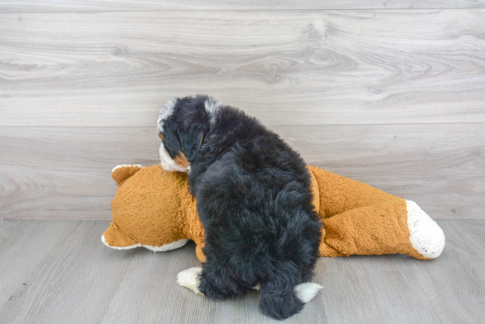 Best Mini Bernedoodle Baby