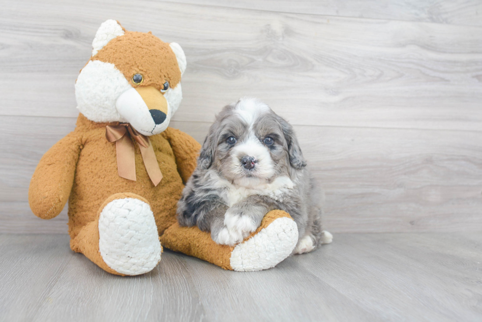 Cute Mini Bernedoodle Baby