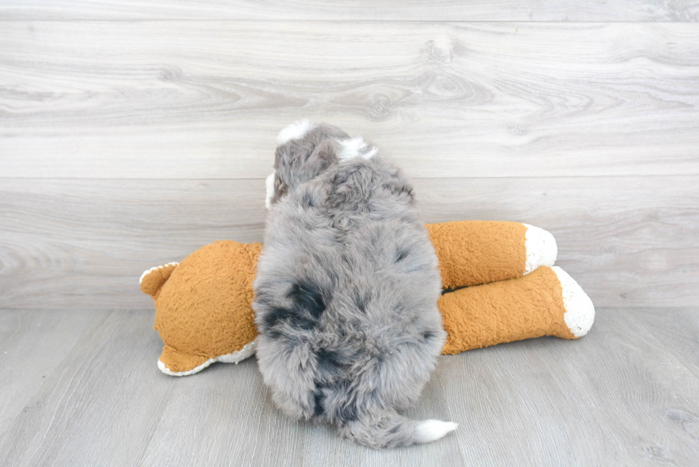 Sweet Mini Bernedoodle Baby