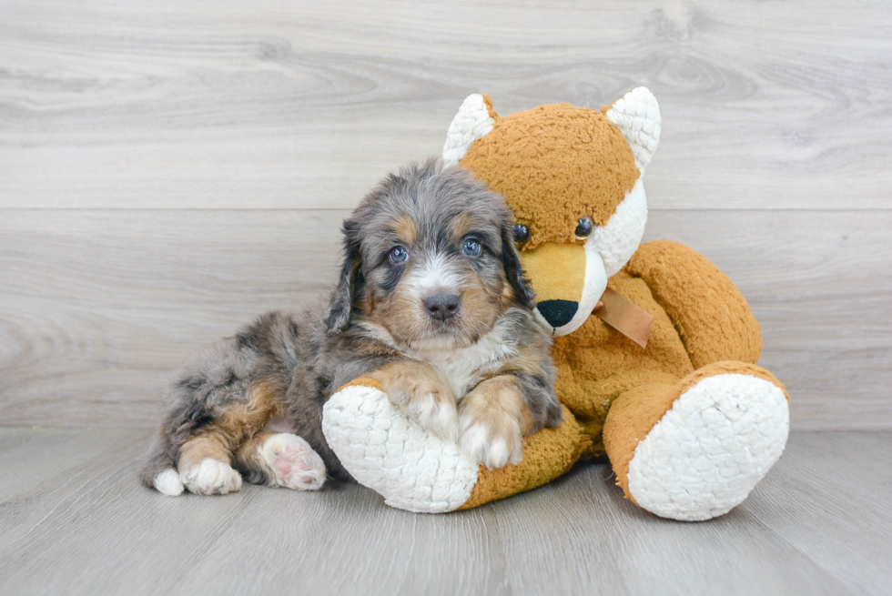 Mini Bernedoodle Pup Being Cute