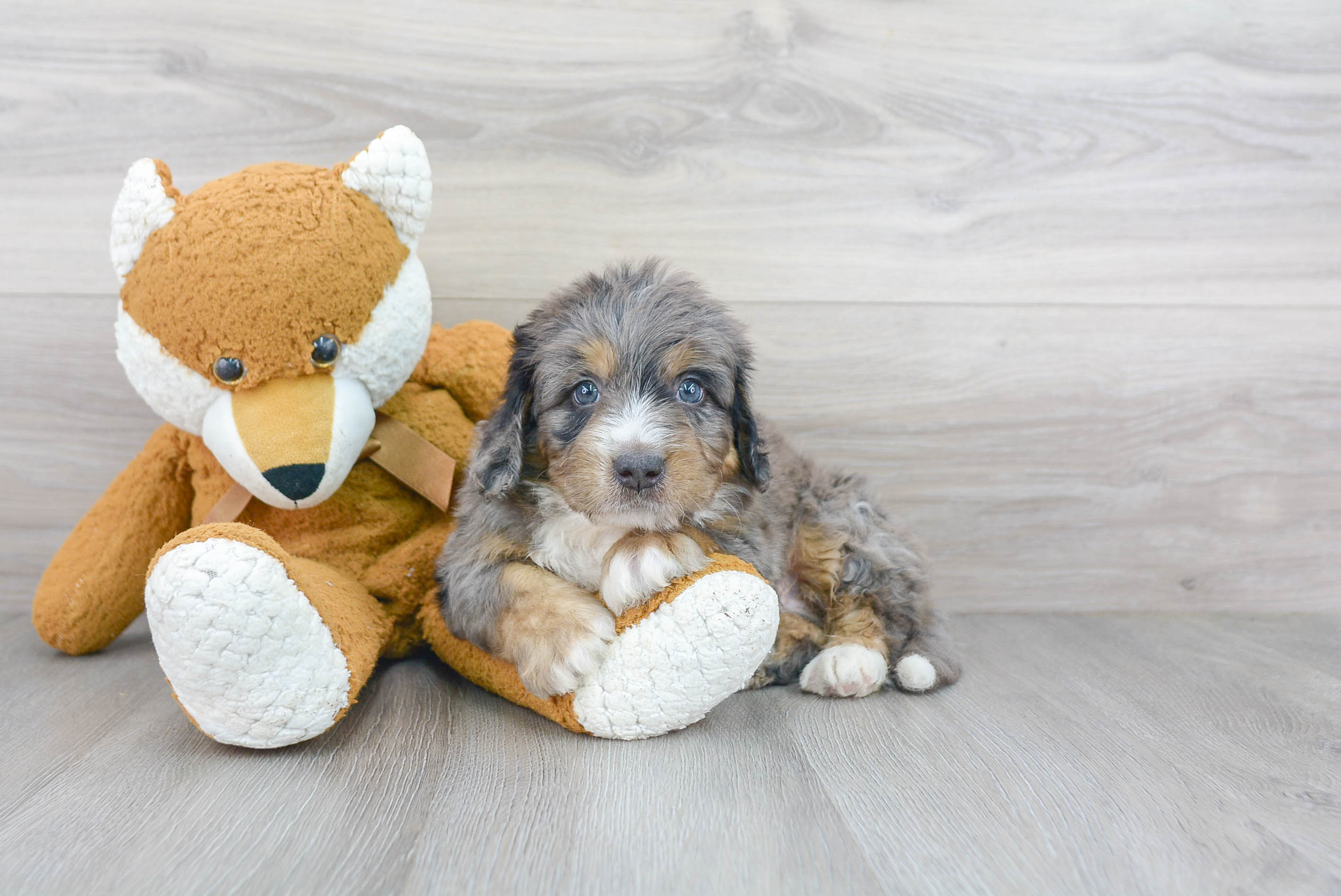 Adorable Bernadoodle Poodle Mix Puppy
