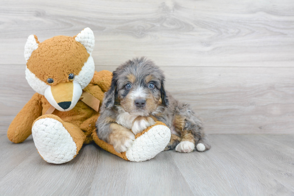 Adorable Bernadoodle Poodle Mix Puppy