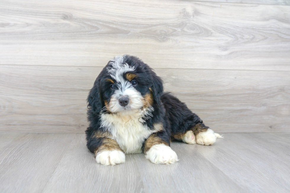 Petite Mini Bernedoodle Poodle Mix Pup