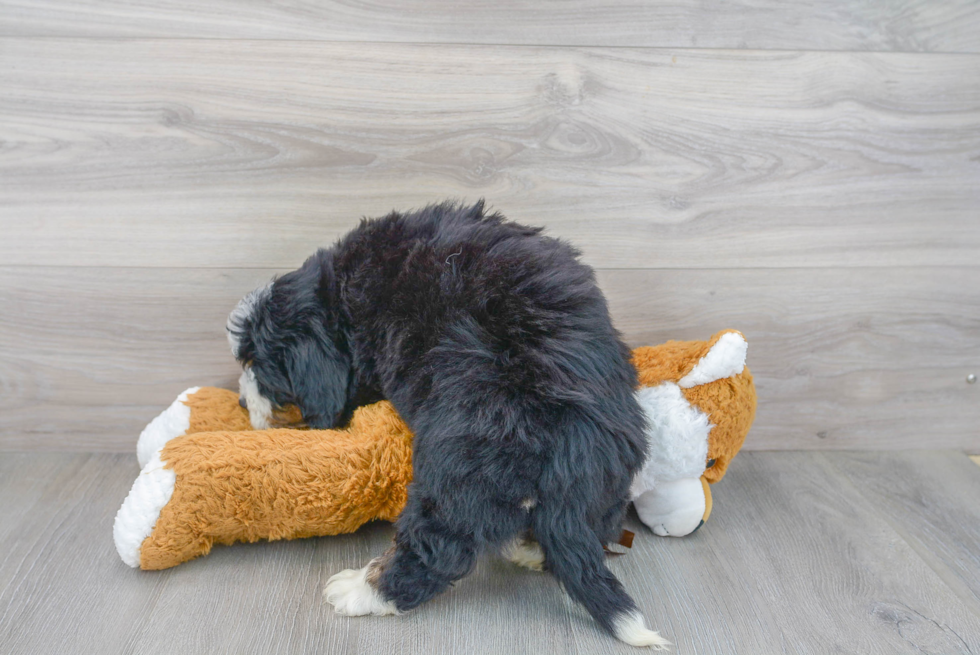 Smart Mini Bernedoodle Poodle Mix Pup