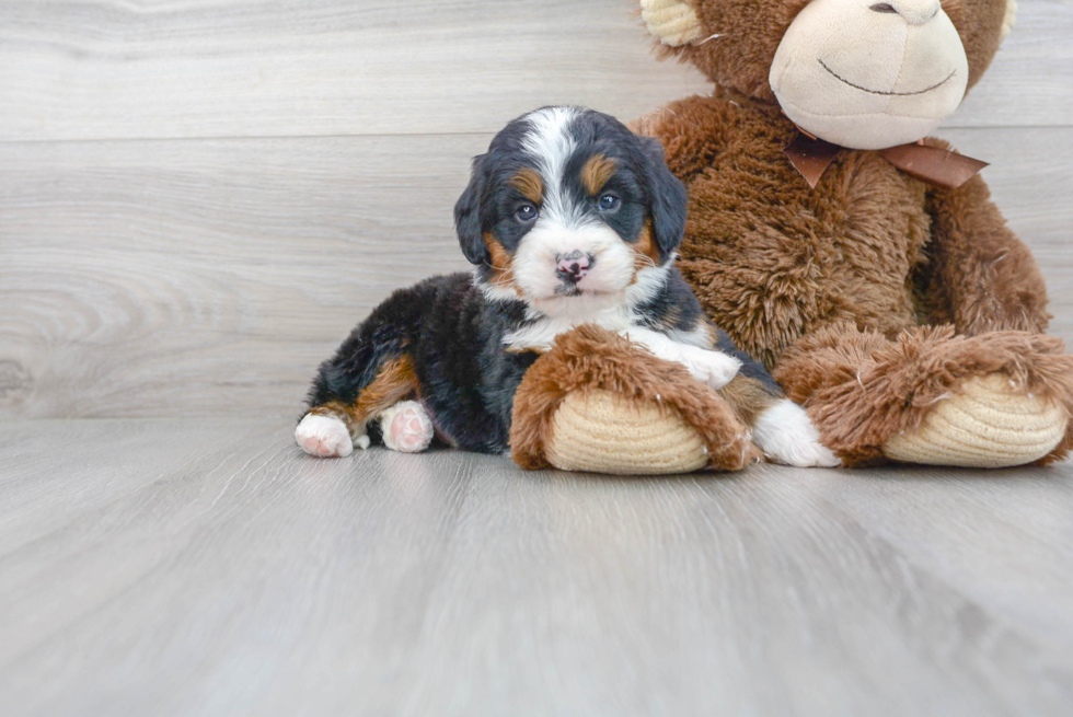Best Mini Bernedoodle Baby